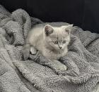 BKH Kitten Blue Katzenbaby grau