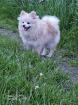 Pomeranian Pomerian Zwergspitz Bruder und Schwester Welpen suchen ein liebervoll