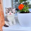 Exotic Shorthair Kitten (männlich): Fibie sucht eine neue Familie - mit Stammbau