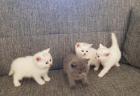 Bkh Kitten !