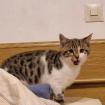 Bengalmixbabys suchen ein zuhause