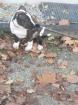 Ich verkaufe einen 3 Monate alten American Staffordshire Terrier-Welpen