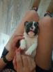 Französische bulldoggen welpen