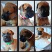 Bullmastiff Welpen suchen ein liebevolles zu Hause