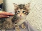Reinrassige Norwegerkitten mit Ahnentafel