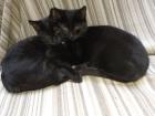 Bagheera & Smokey –  suchen dringend ein Zuhause! (aus dem Tierschutz / gechipt,