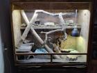Kornnattern 1 Albino 1 rot mit terrarium 
