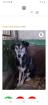 Tolle Welpen, Junghunde & Hundesenioren