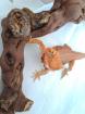 Bartagame (weibchen)