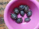 Astrochelys radiata, Nachzuchten 24/25