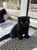 2 süße Kitten abzugeben in tierliebe Hände