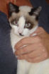 Clyde - wer spielt und schmust mit mir?