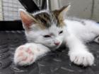 Selkirk Rex Mix Kitten