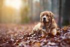 Wunderschöner Golden Retriever Rüde zum Decken