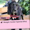 Die 5 Speagels - 4 Hündinnen, 1 Rüde, 4 Monate jung, Beagle Cocker Spaniel Mix