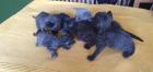 Selkirk Rex - superflauschig bis lockig -sucht Dich!