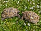 2 Griechische Landschildkröten