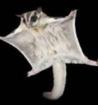 Sugar Glider Pärchen Käfig Zubehör