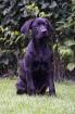 Labrador- Boxer-Weimaraner Welpe