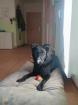 Prinz sucht ein neues Zuhause