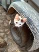 Zwei Katzenkinder abzugeben
