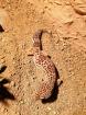 Zwei weibliche Leopardgeckos zu verkaufen