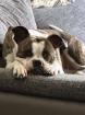Boxer/Bully Hündin