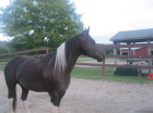Quarter Horse Unglaubliche Schulmeister für Leasing-FREE