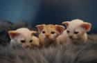 Devon rex Babys,  die Eltern sind getestet auf gen Erbkrankheiten