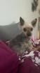 GNADENPLATZ - Eule, ruhige Yorkshireterrier-Mix Dame
