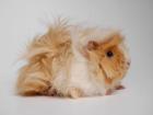 Angorameerschweinchen Landshuter Moppelbande