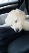 Golden Retriever Welpe