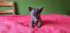 Selkirk Rex - superflauschig bis lockig -sucht Dich! Luna