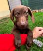 Brownie - lieb, verspielt, aktiv