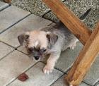 1 zuckersüsser Chihuahua-Shi-Tzu Welpe
