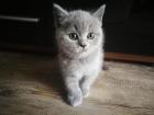 BKH/Scottish fold Kitten