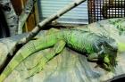 Ich suche einen Leguan