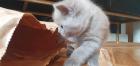 Kitten Britsch Kurzhaar Junge Scottish Fold Mädchen 