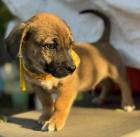 Mikkel - Kleines Hundekind Mikkel will hinaus in die Welt