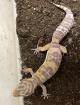 Leopardgecko Tremper Albino NZ 2025