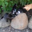 Hauskatzen zu verschenken 