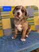 Doggenmix welpen