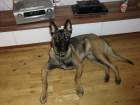 Belgischer Schäferhund Rüde Malinios