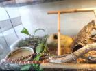 Königsnatter