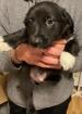 Hunde suchen ein neues zu Hause