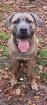 Cane Corso Welpen