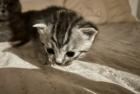 Kitten: Britisch Kurzhr Mix