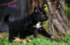 Border Collie mix 