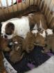 Bildhübsche  Englische Bulldoggen Welpen Suchen ein neues zuhause !!