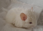 Chinchilla Jungtiere Männchen und Weibchen